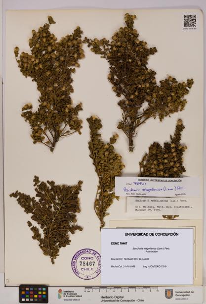 Baccharis magellanica [Espécimen: UDEC:CONC:0078467]