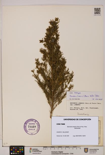 Baccharis linearis [Espécimen: UDEC:CONC:0078468]
