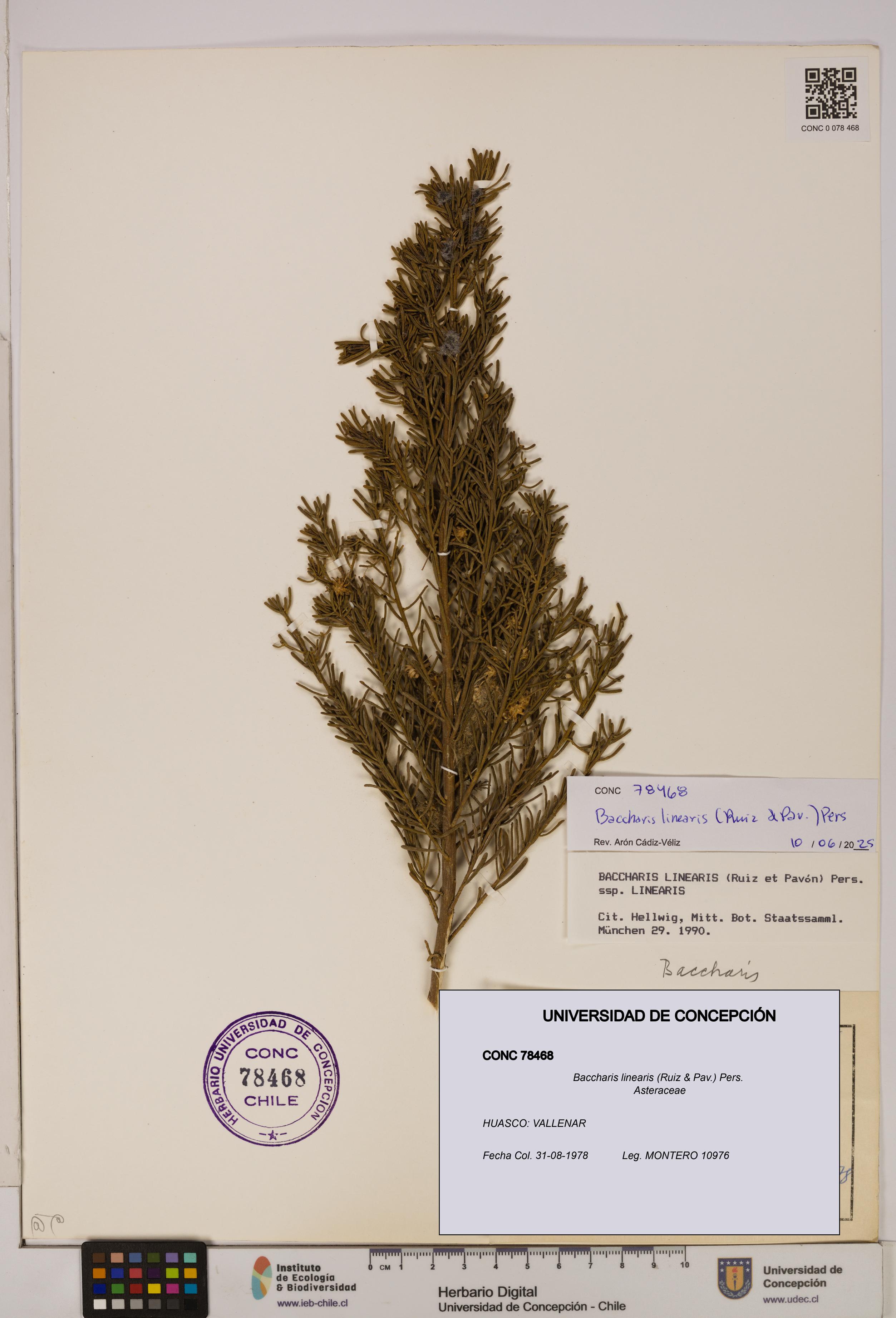 Baccharis linearis [Espécimen: UDEC:CONC:0078468]