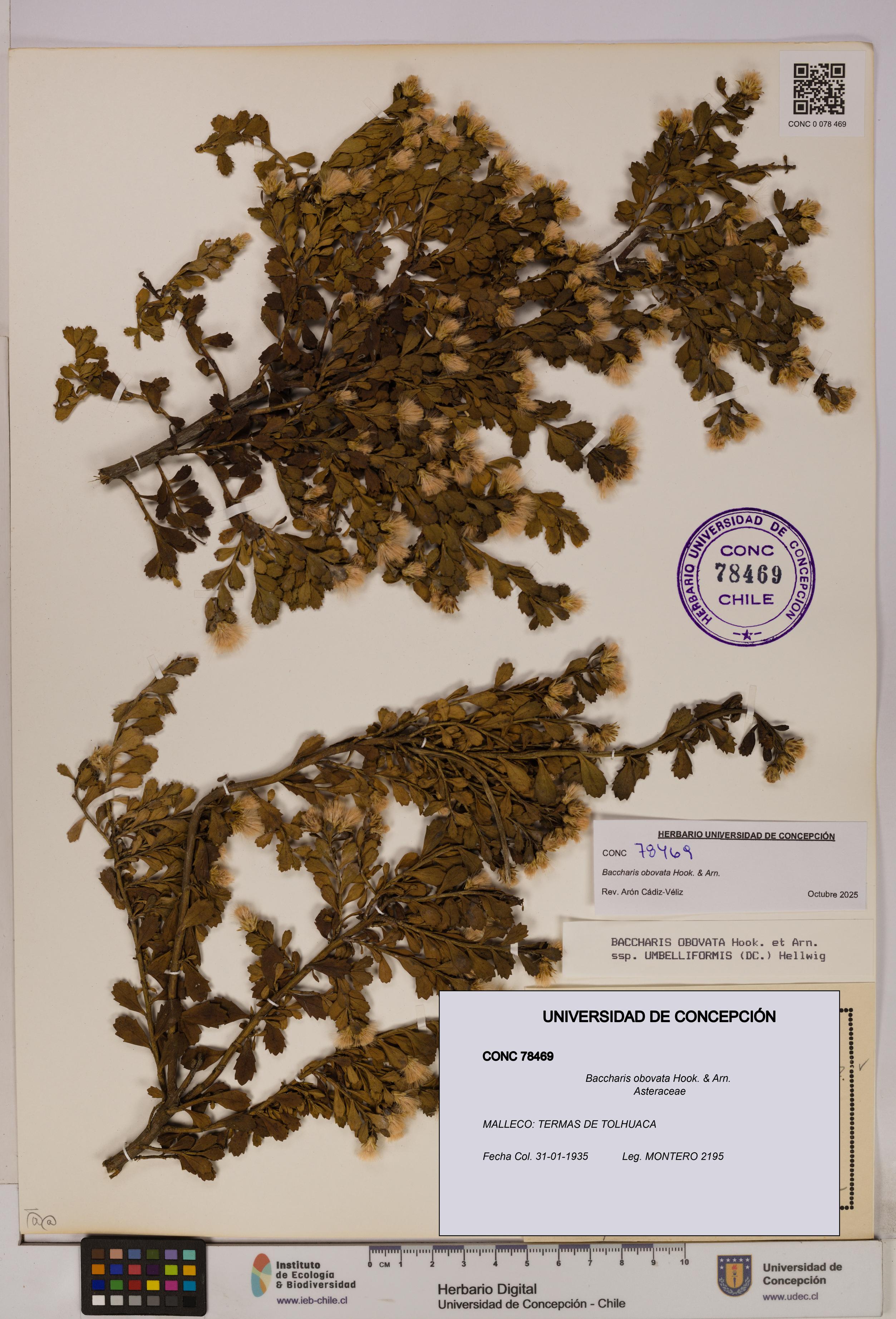 Baccharis obovata [Espécimen: UDEC:CONC:0078469]