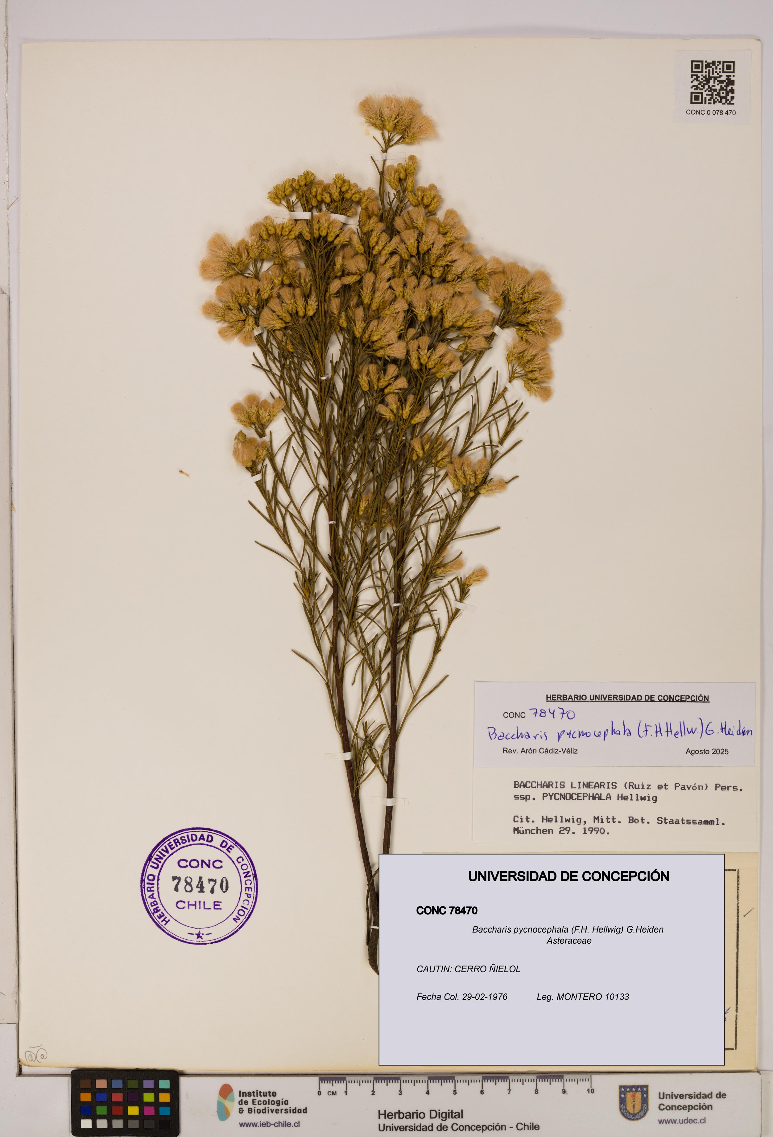 Baccharis pycnocephala [Espécimen: UDEC:CONC:0078470]