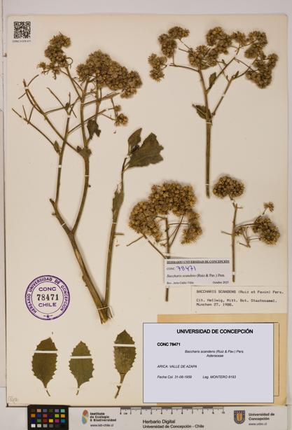 Baccharis scandens [Espécimen: UDEC:CONC:0078471]