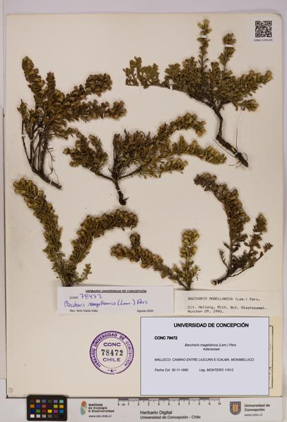 Baccharis magellanica [Espécimen: UDEC:CONC:0078472]