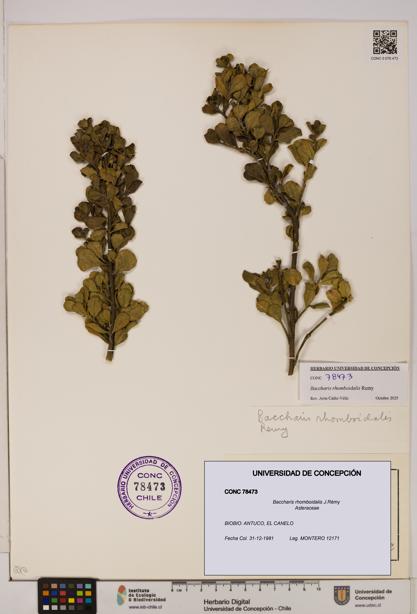 Baccharis rhomboidalis [Espécimen: UDEC:CONC:0078473]