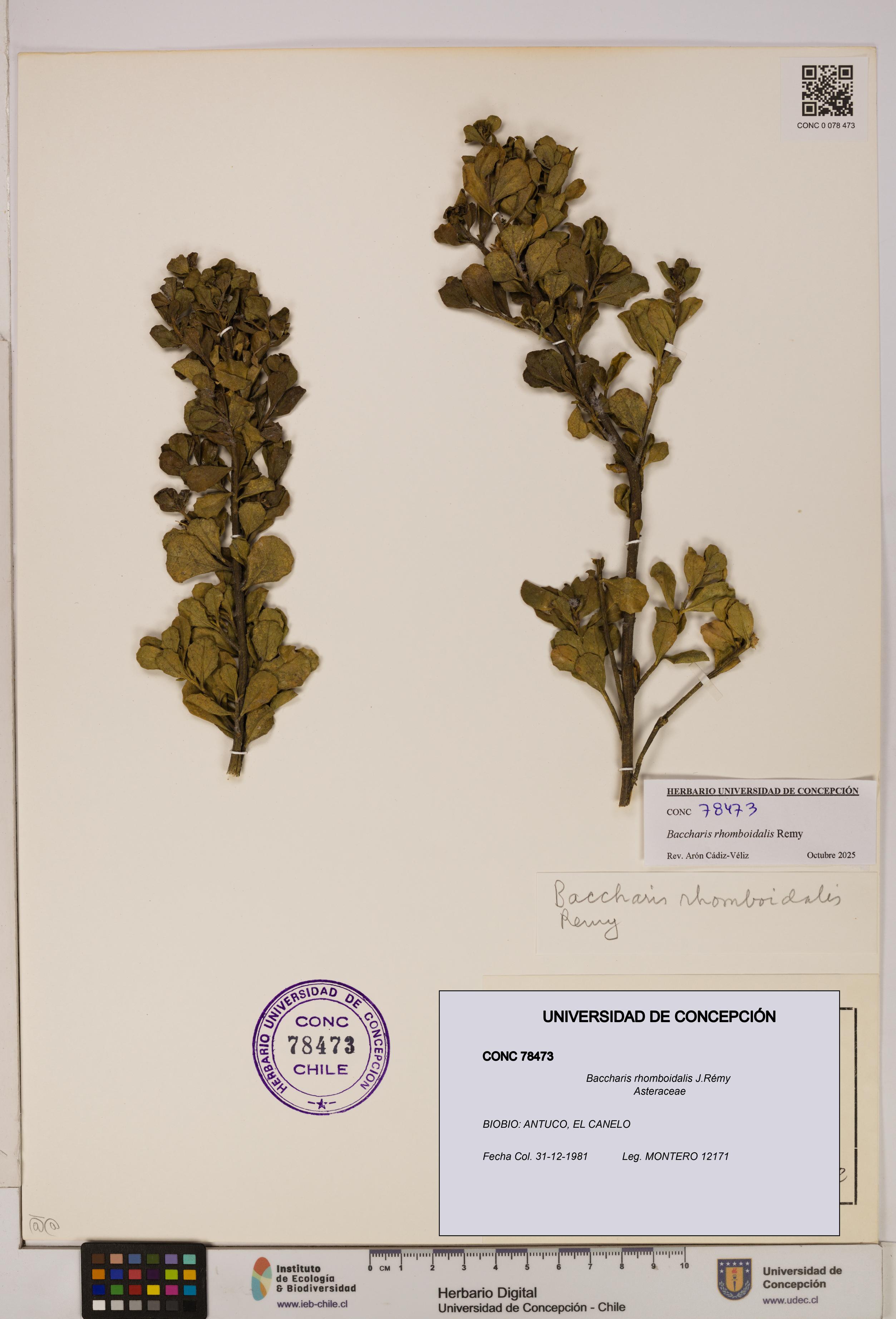 Baccharis rhomboidalis [Espécimen: UDEC:CONC:0078473]