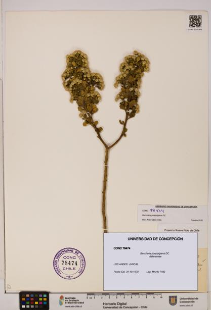 Baccharis poeppigiana [Espécimen: UDEC:CONC:0078474]
