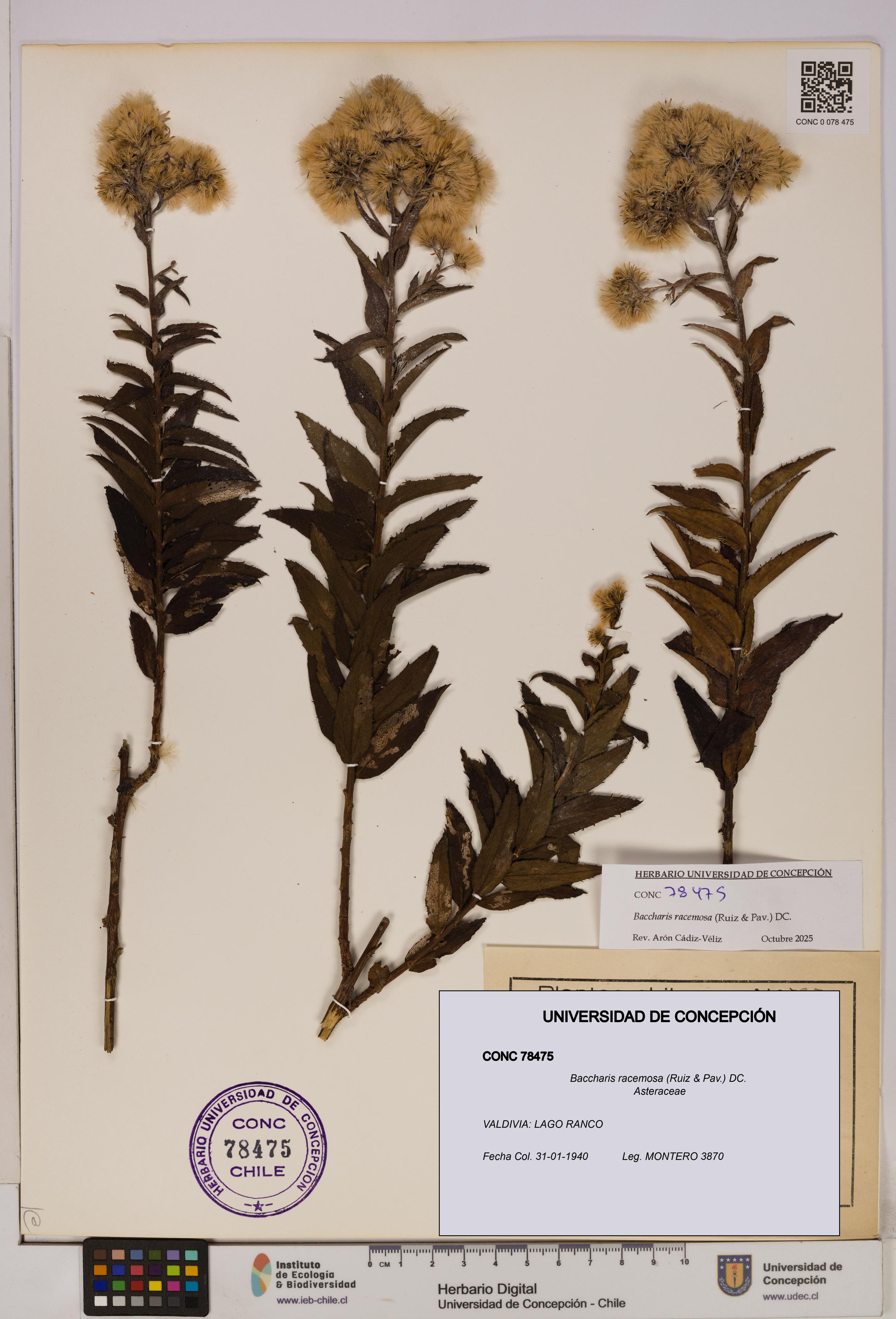 Baccharis racemosa [Espécimen: UDEC:CONC:0078475]