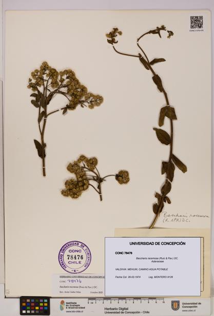 Baccharis racemosa [Espécimen: UDEC:CONC:0078476]