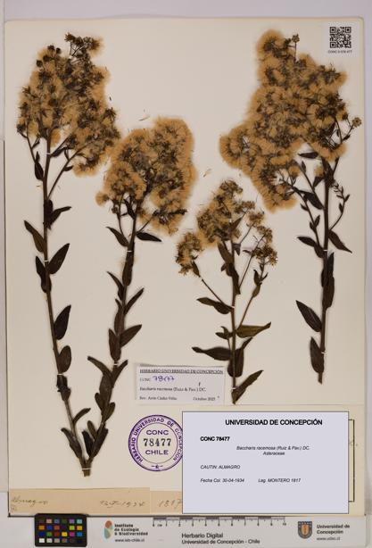 Baccharis racemosa [Espécimen: UDEC:CONC:0078477]