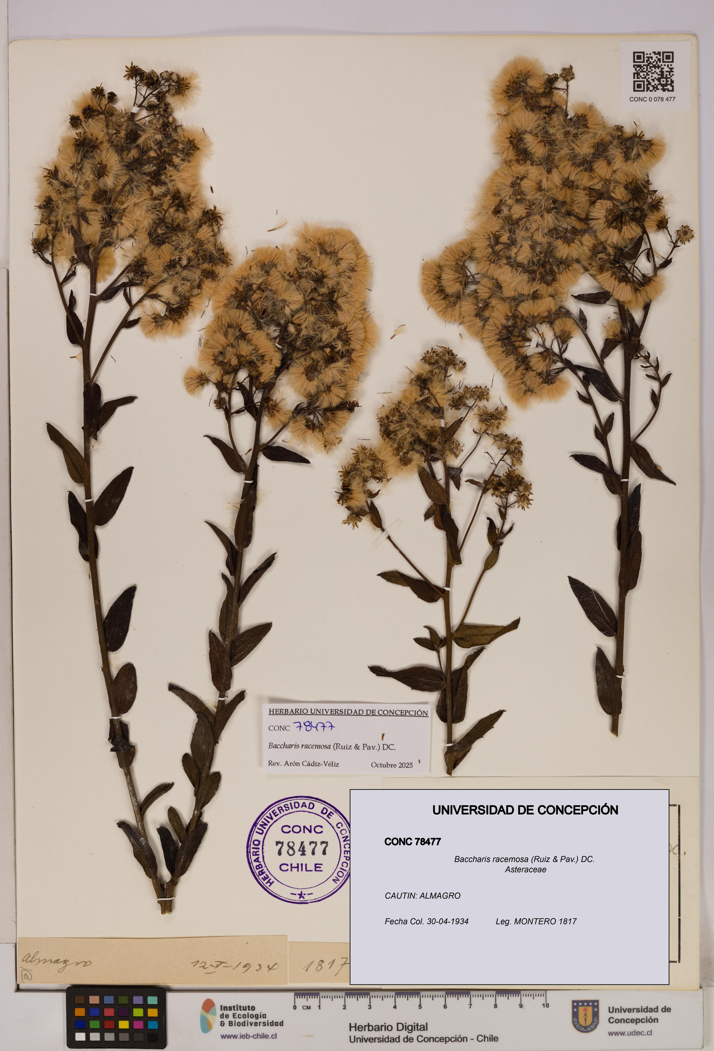 Baccharis racemosa [Espécimen: UDEC:CONC:0078477]