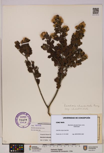 Baccharis obovata [Espécimen: UDEC:CONC:0078478]
