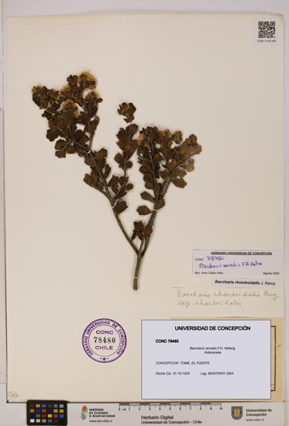 Baccharis vernalis [Espécimen: UDEC:CONC:0078480]