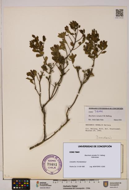 Baccharis vernalis [Espécimen: UDEC:CONC:0078481]
