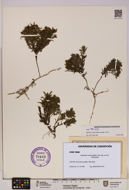 Baccharis nivalis [Espécimen: UDEC:CONC:0078482]