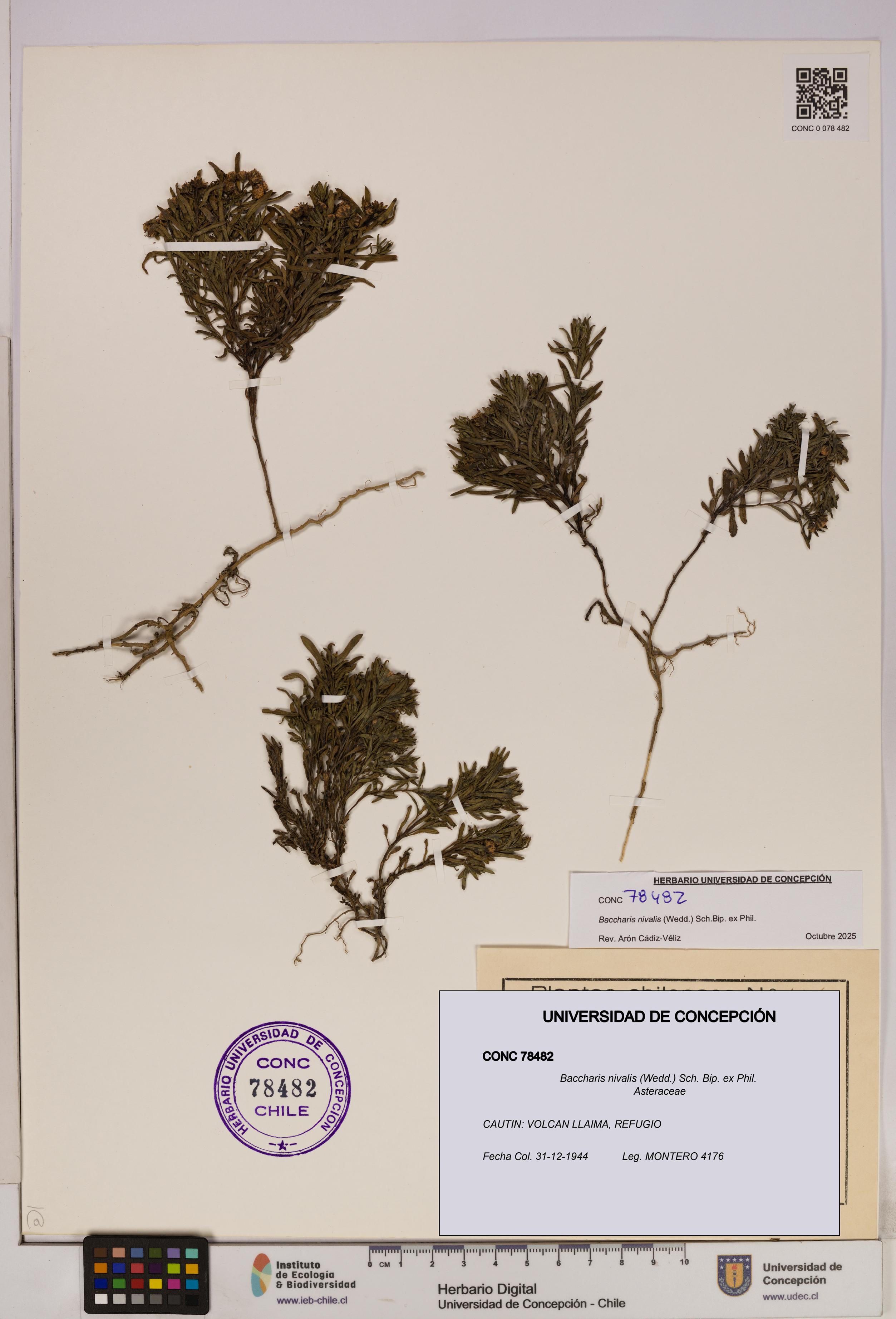 Baccharis nivalis [Espécimen: UDEC:CONC:0078482]