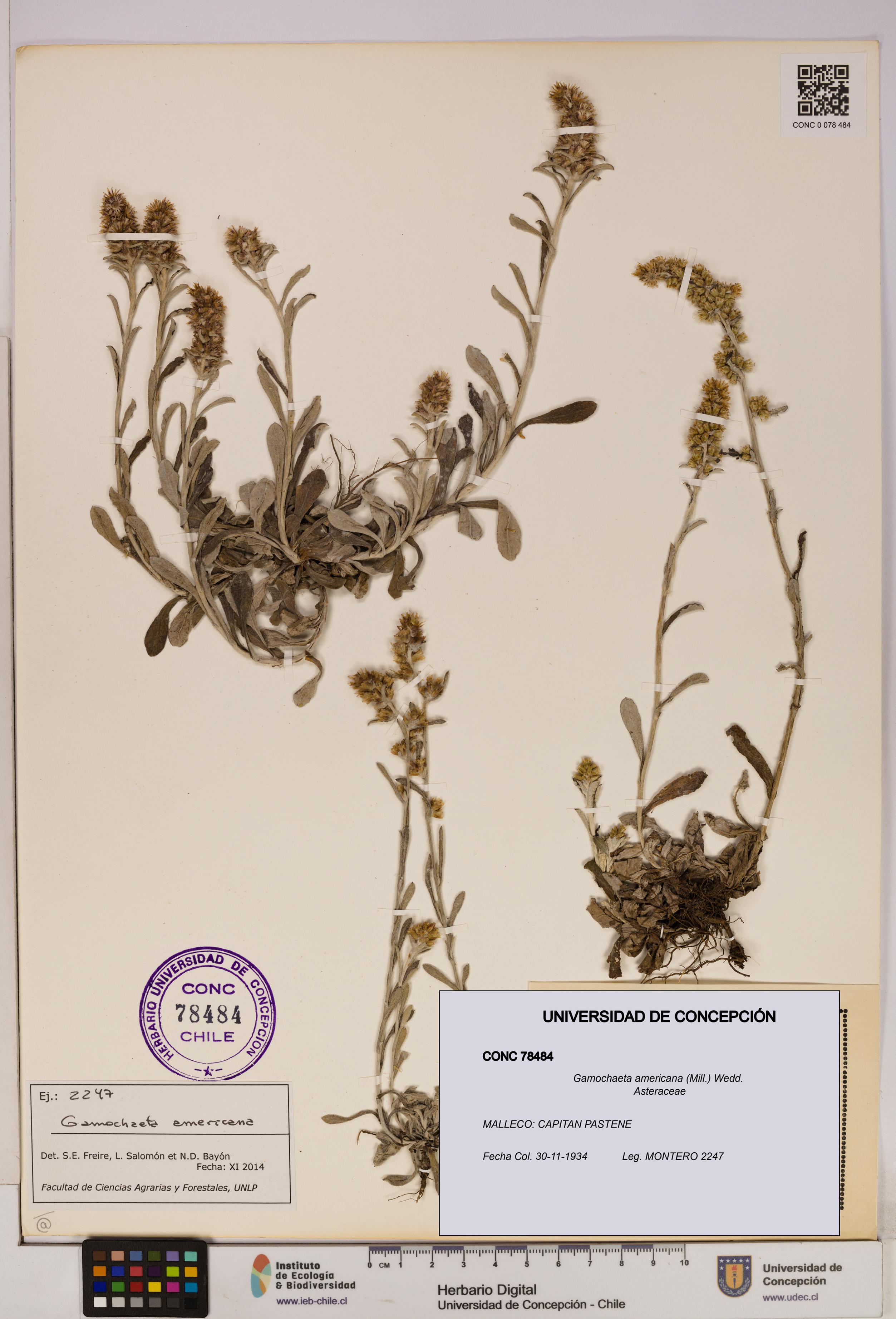 Gamochaeta americana [Espécimen: UDEC:CONC:0078484]