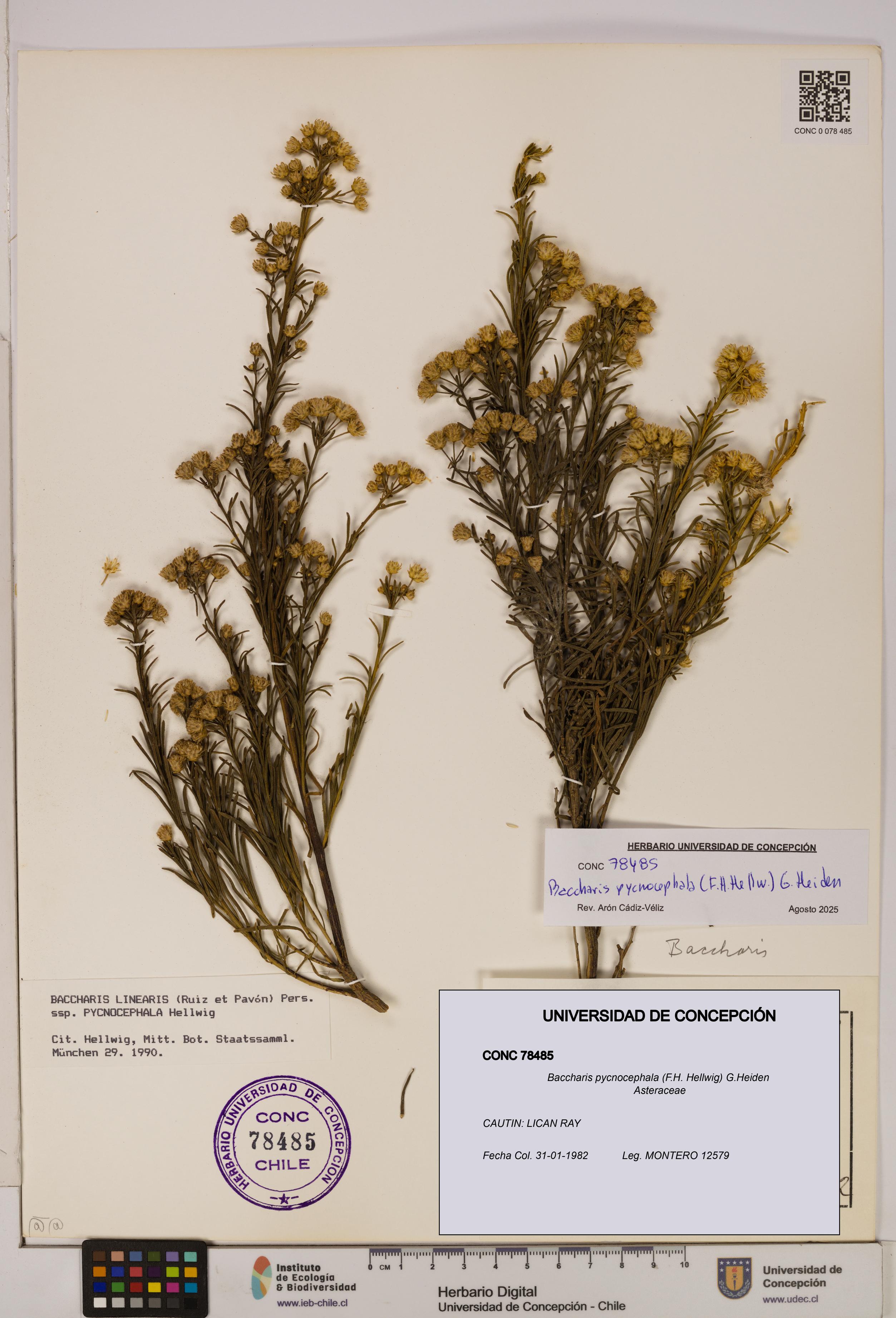 Baccharis pycnocephala [Espécimen: UDEC:CONC:0078485]