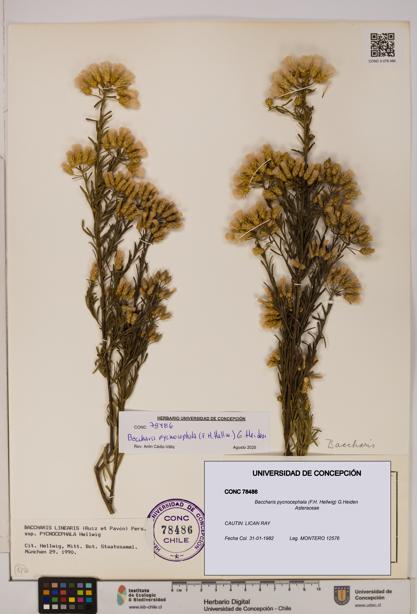 Baccharis pycnocephala [Espécimen: UDEC:CONC:0078486]