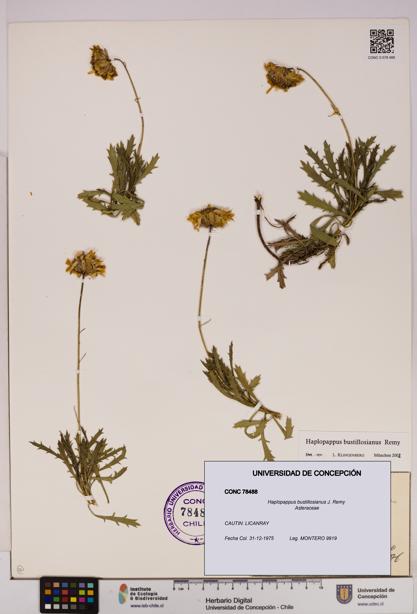 Haplopappus bustillosianus [Espécimen: UDEC:CONC:0078488]