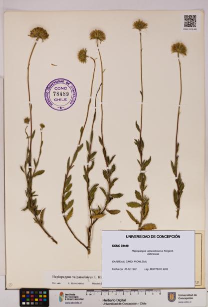 Haplopappus valparadisiacus [Espécimen: UDEC:CONC:0078489]