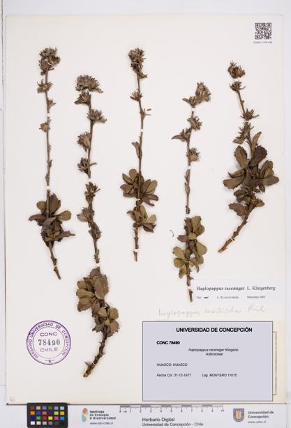 Haplopappus racemiger [Espécimen: ]