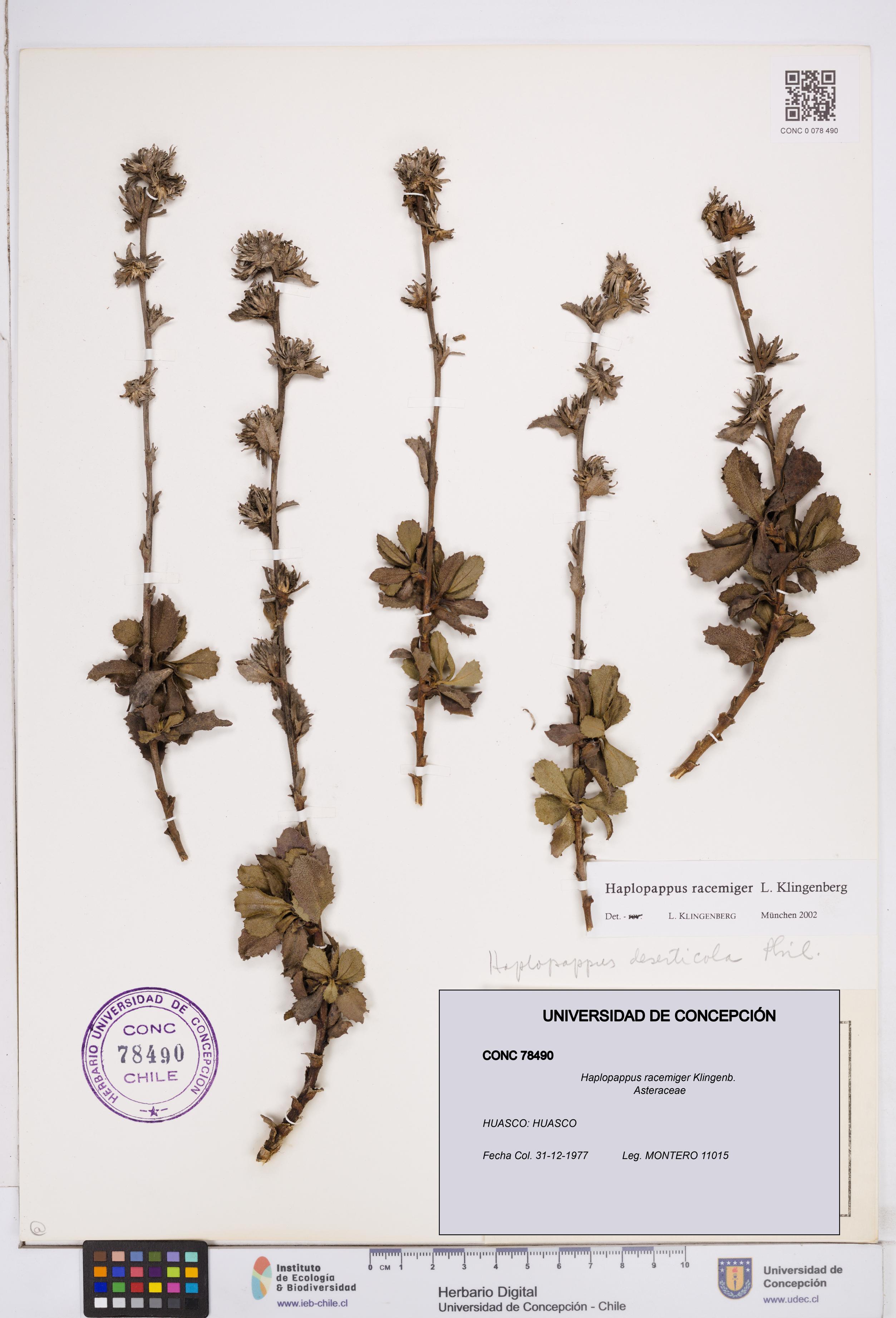 Haplopappus racemiger [Espécimen: ]