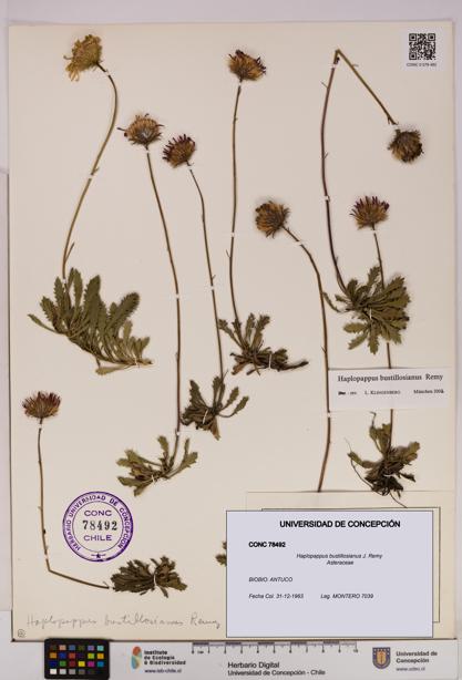 Haplopappus bustillosianus [Espécimen: UDEC:CONC:0078492]