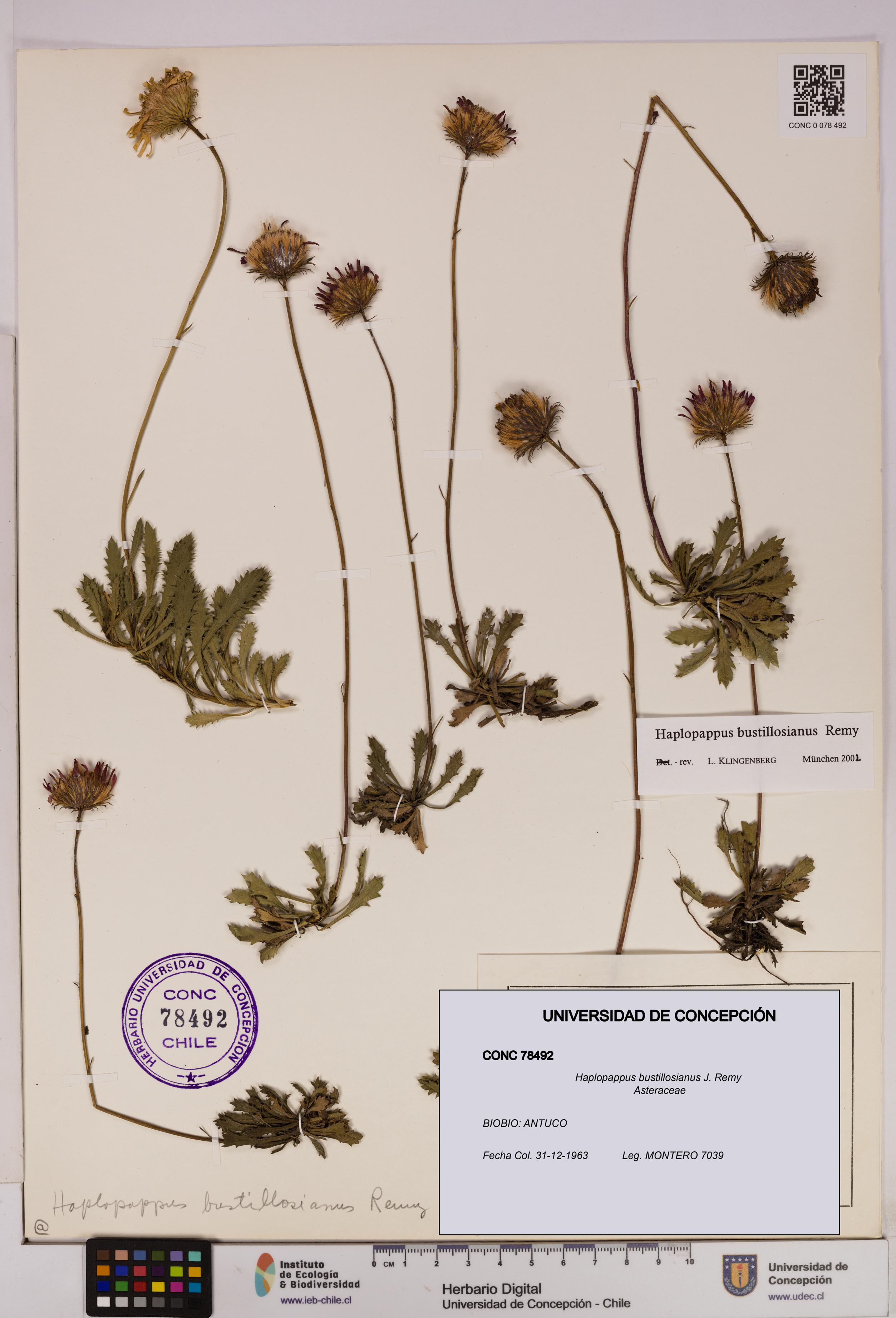 Haplopappus bustillosianus [Espécimen: UDEC:CONC:0078492]