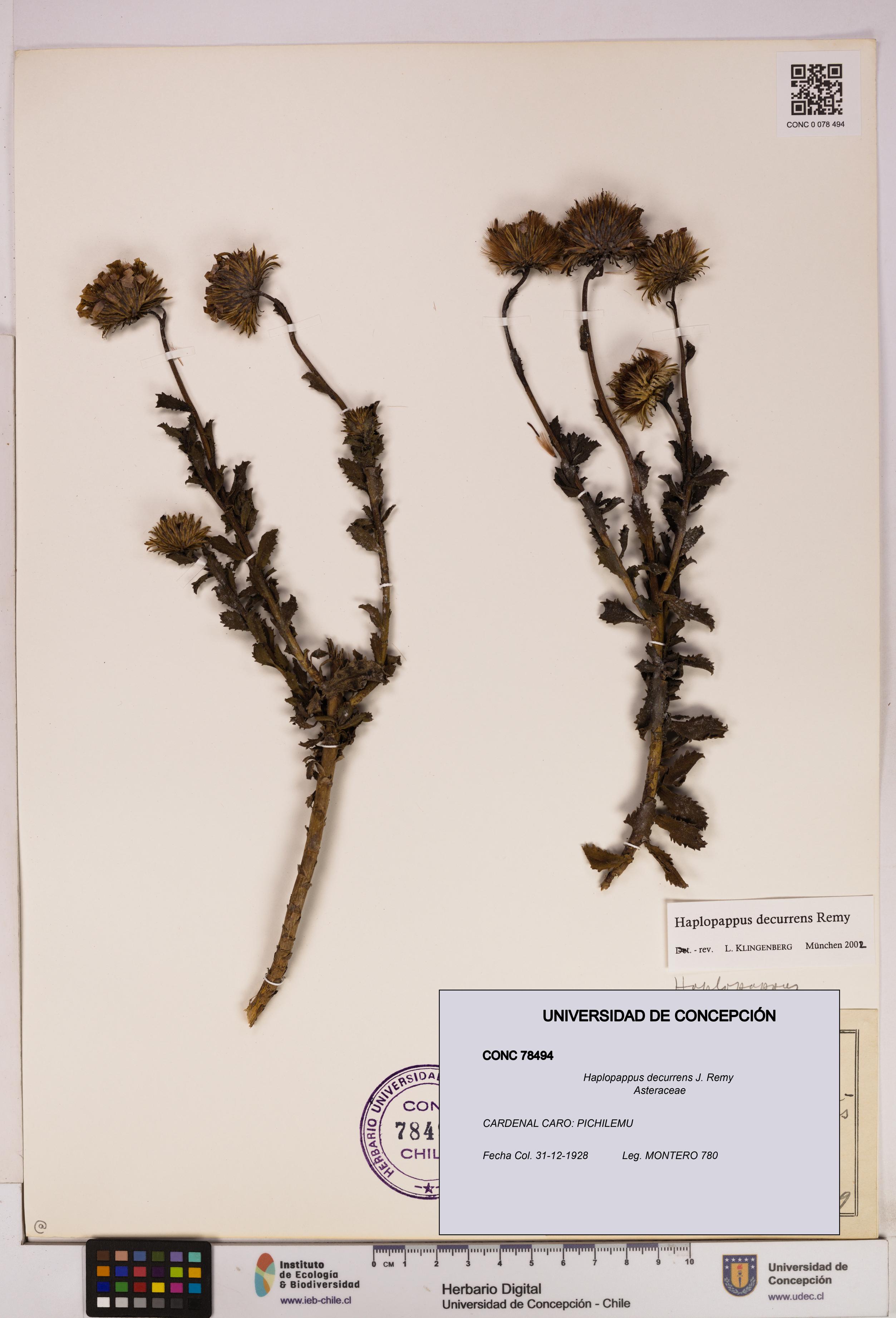 Haplopappus decurrens [Espécimen: UDEC:CONC:0078494]