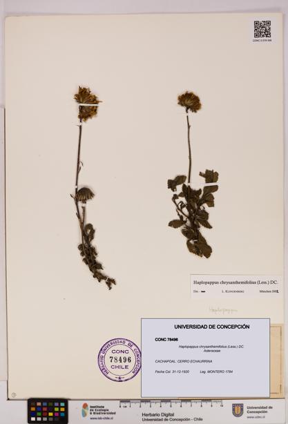 Haplopappus chrysanthemifolius [Espécimen: UDEC:CONC:0078496]