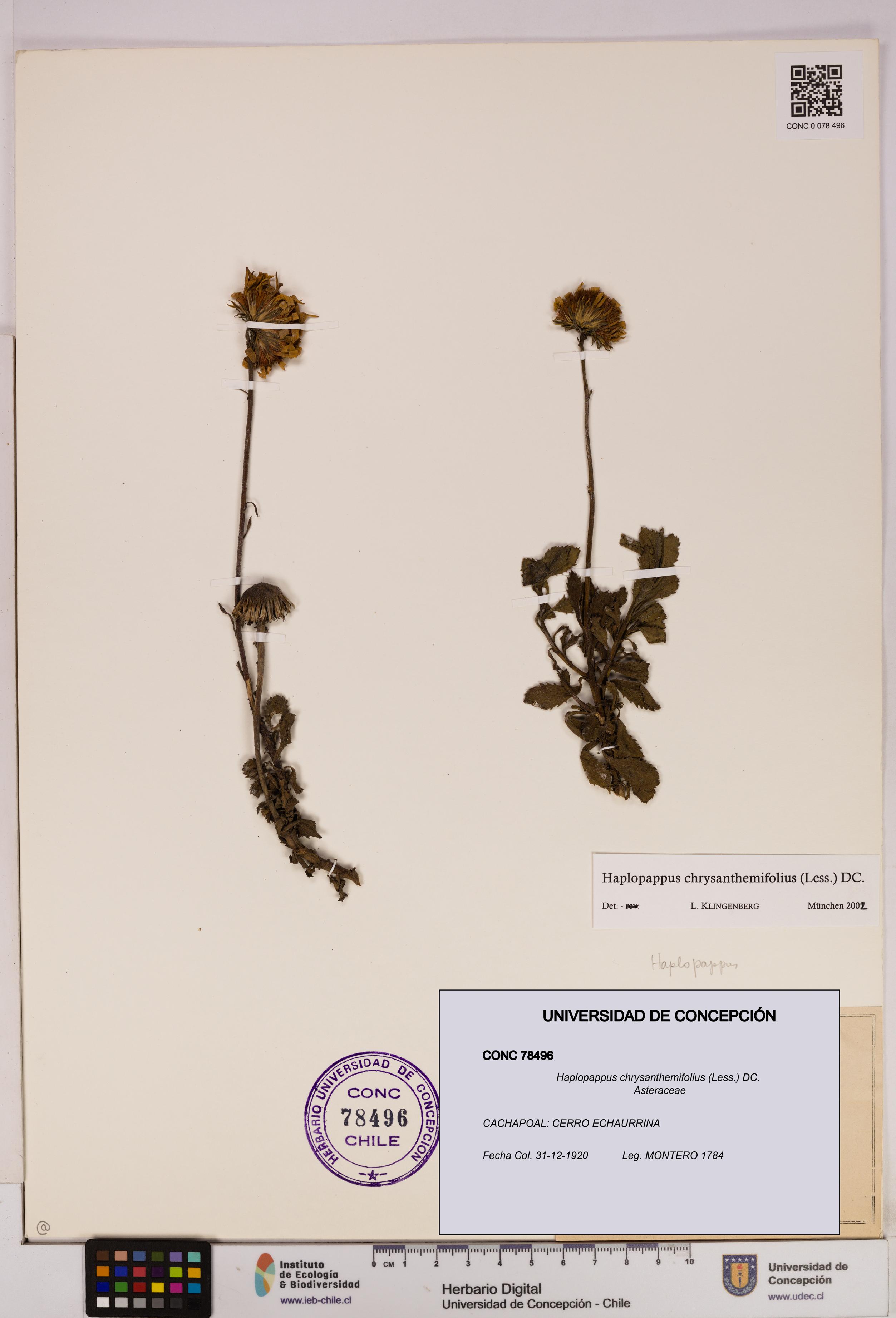 Haplopappus chrysanthemifolius [Espécimen: UDEC:CONC:0078496]