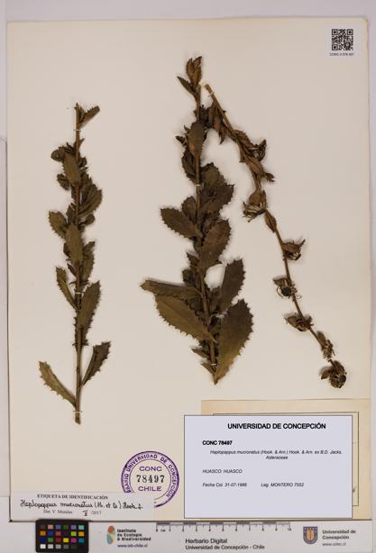 Haplopappus mucronatus [Espécimen: UDEC:CONC:0078497]