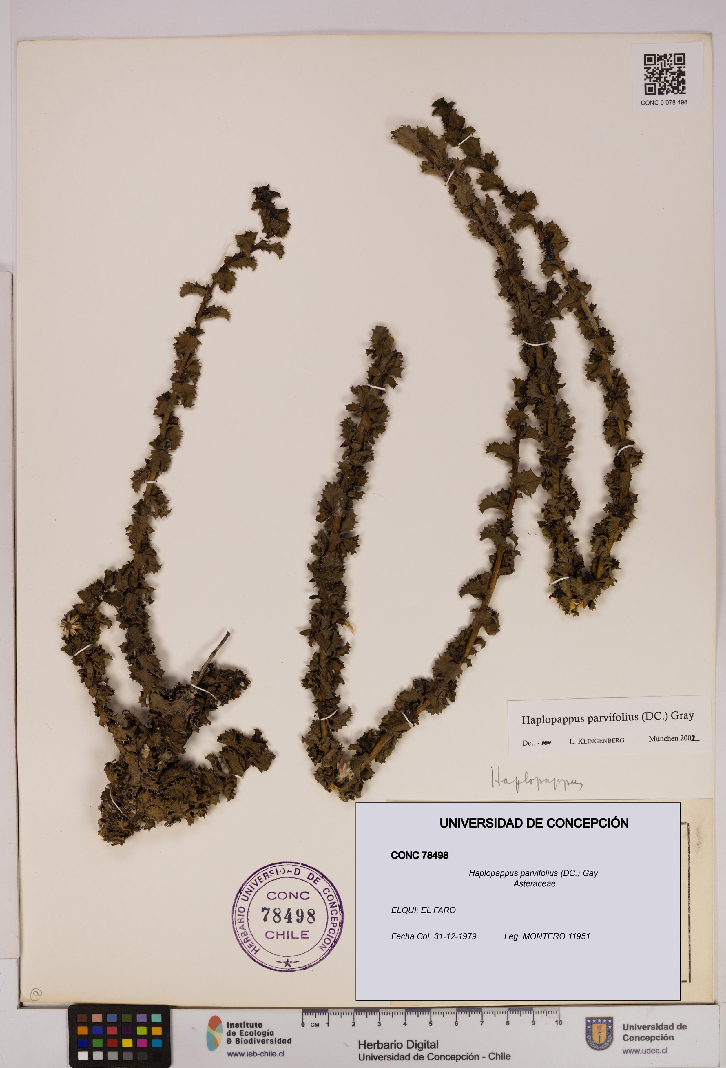 Haplopappus parvifolius [Espécimen: UDEC:CONC:0078498]