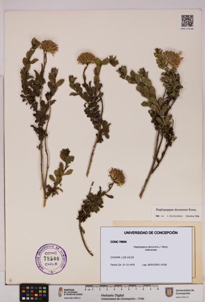 Haplopappus decurrens [Espécimen: UDEC:CONC:0078500]