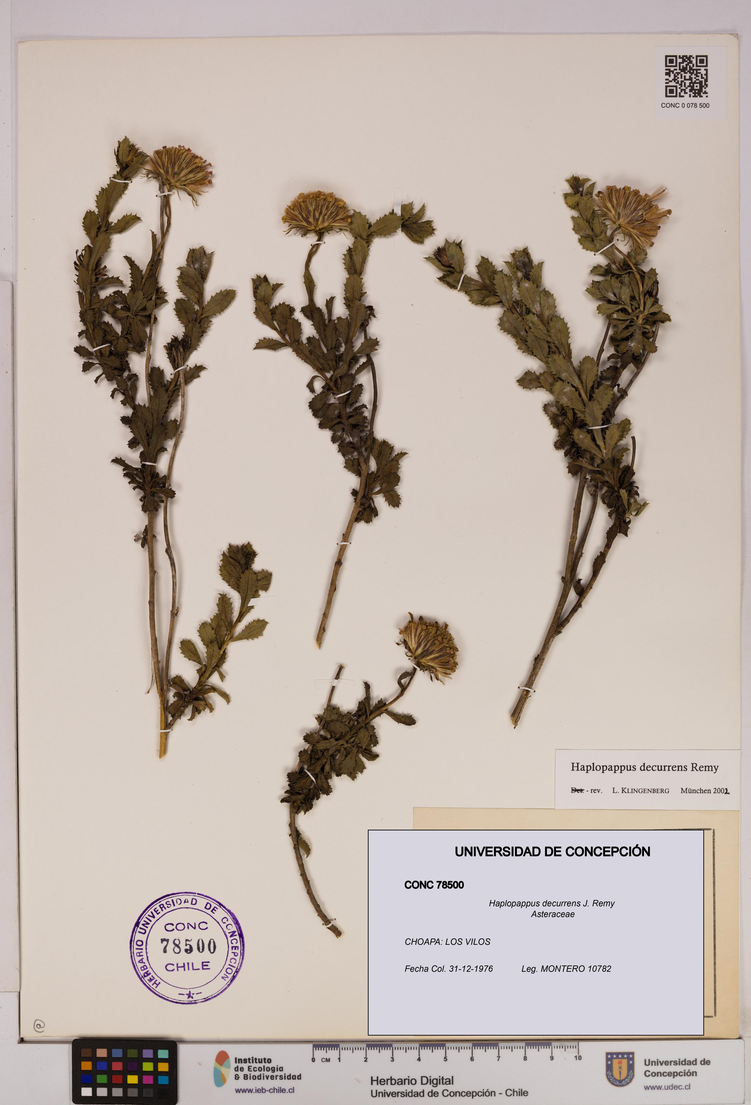 Haplopappus decurrens [Espécimen: UDEC:CONC:0078500]