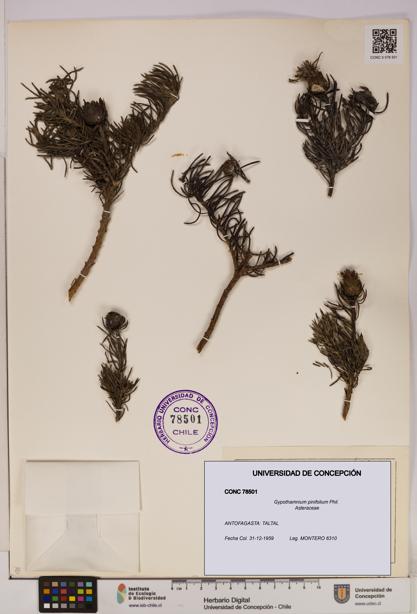 Gypothamnium pinifolium [Espécimen: UDEC:CONC:0078501]