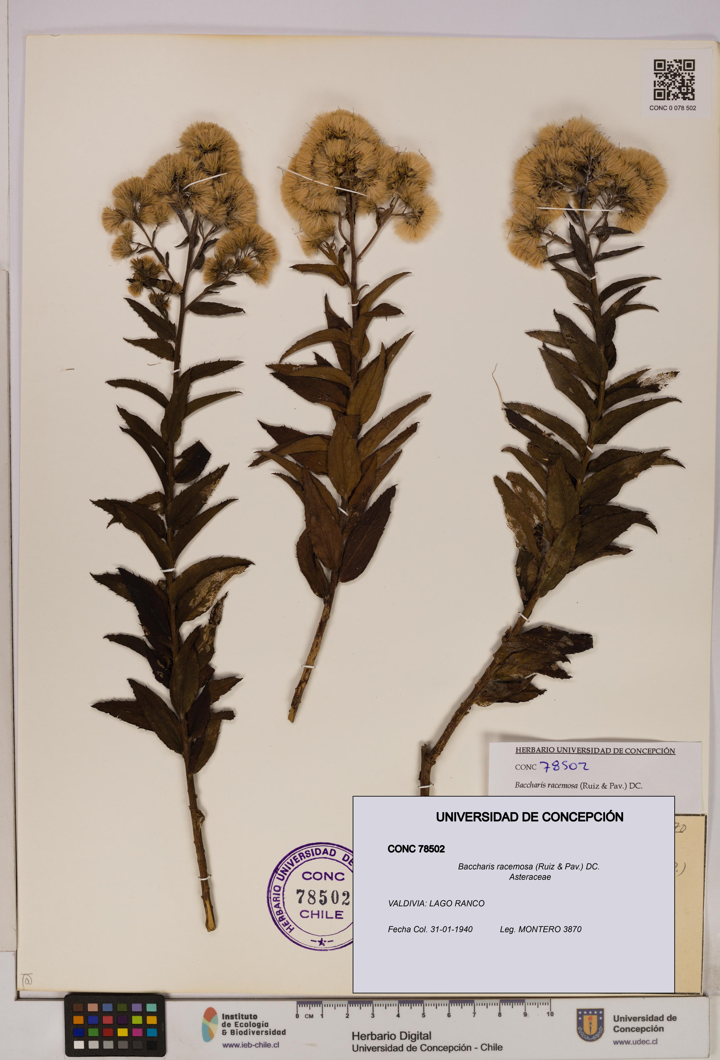 Baccharis racemosa [Espécimen: UDEC:CONC:0078502]