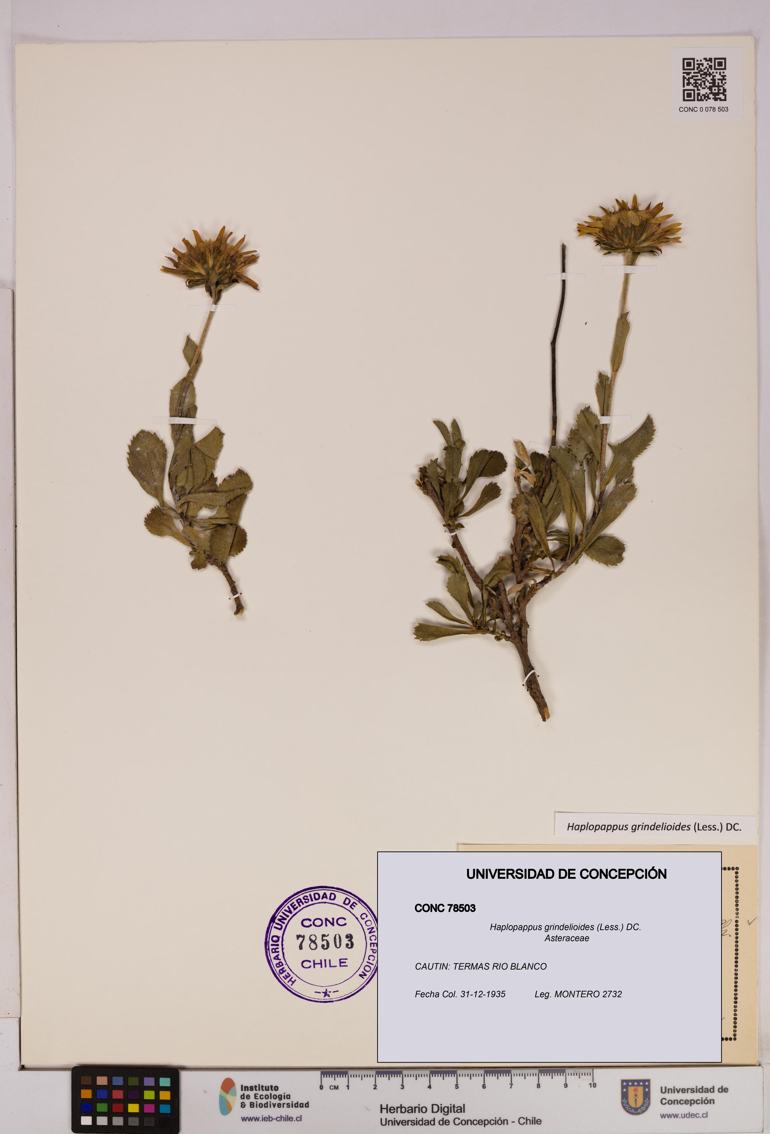 Haplopappus grindelioides [Espécimen: UDEC:CONC:0078503]