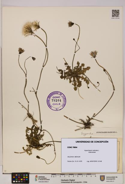 Hypochaeris radicata [Espécimen: UDEC:CONC:0078504]