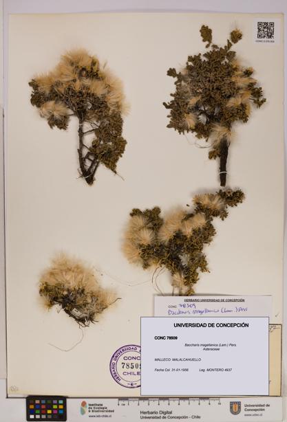 Baccharis magellanica [Espécimen: UDEC:CONC:0078509]