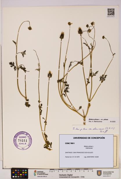 Bidens pilosa [Espécimen: UDEC:CONC:0078511]