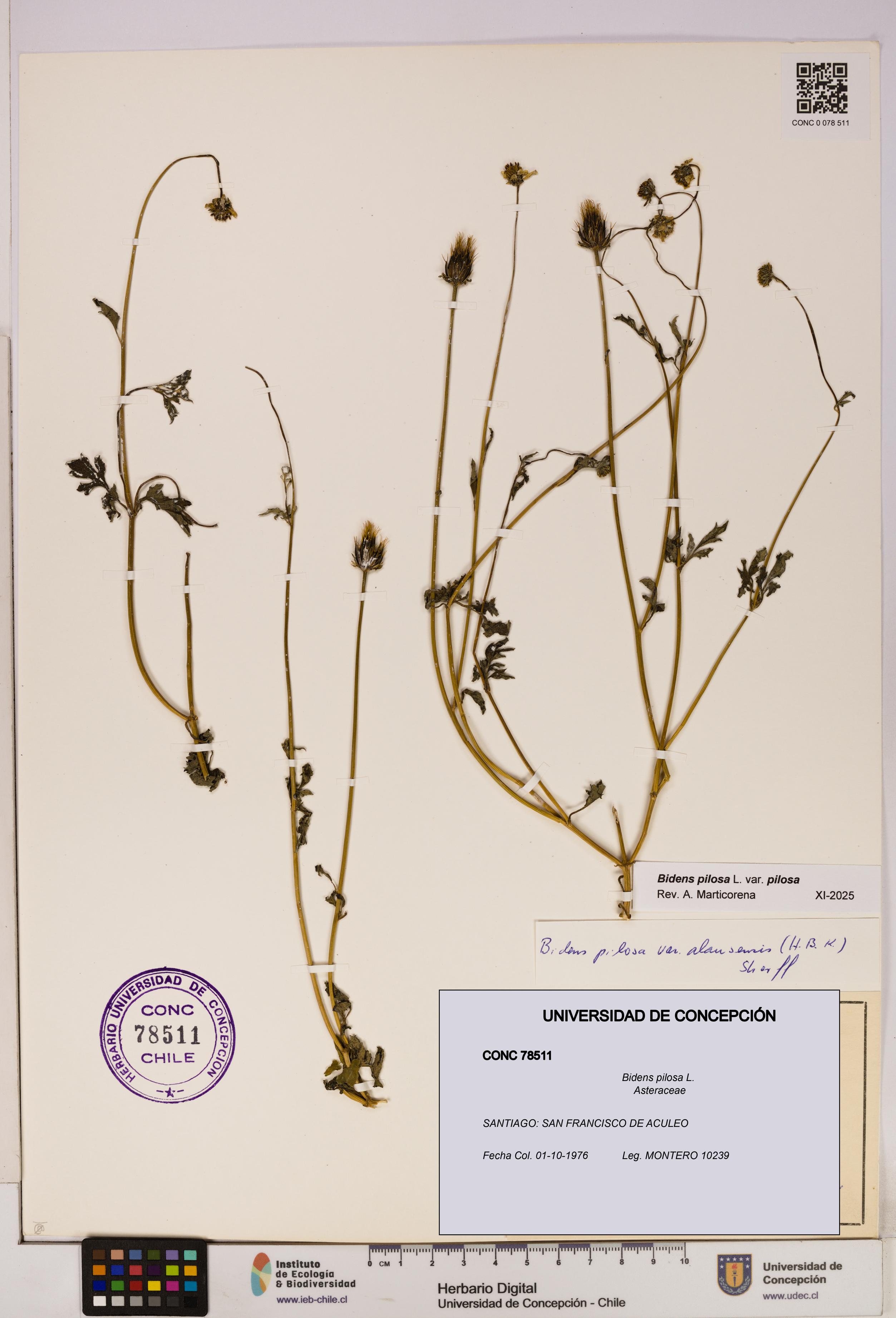 Bidens pilosa [Espécimen: UDEC:CONC:0078511]