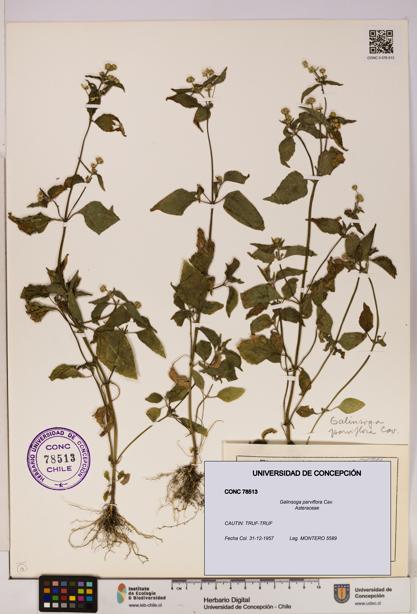 Galinsoga parviflora [Espécimen: UDEC:CONC:0078513]