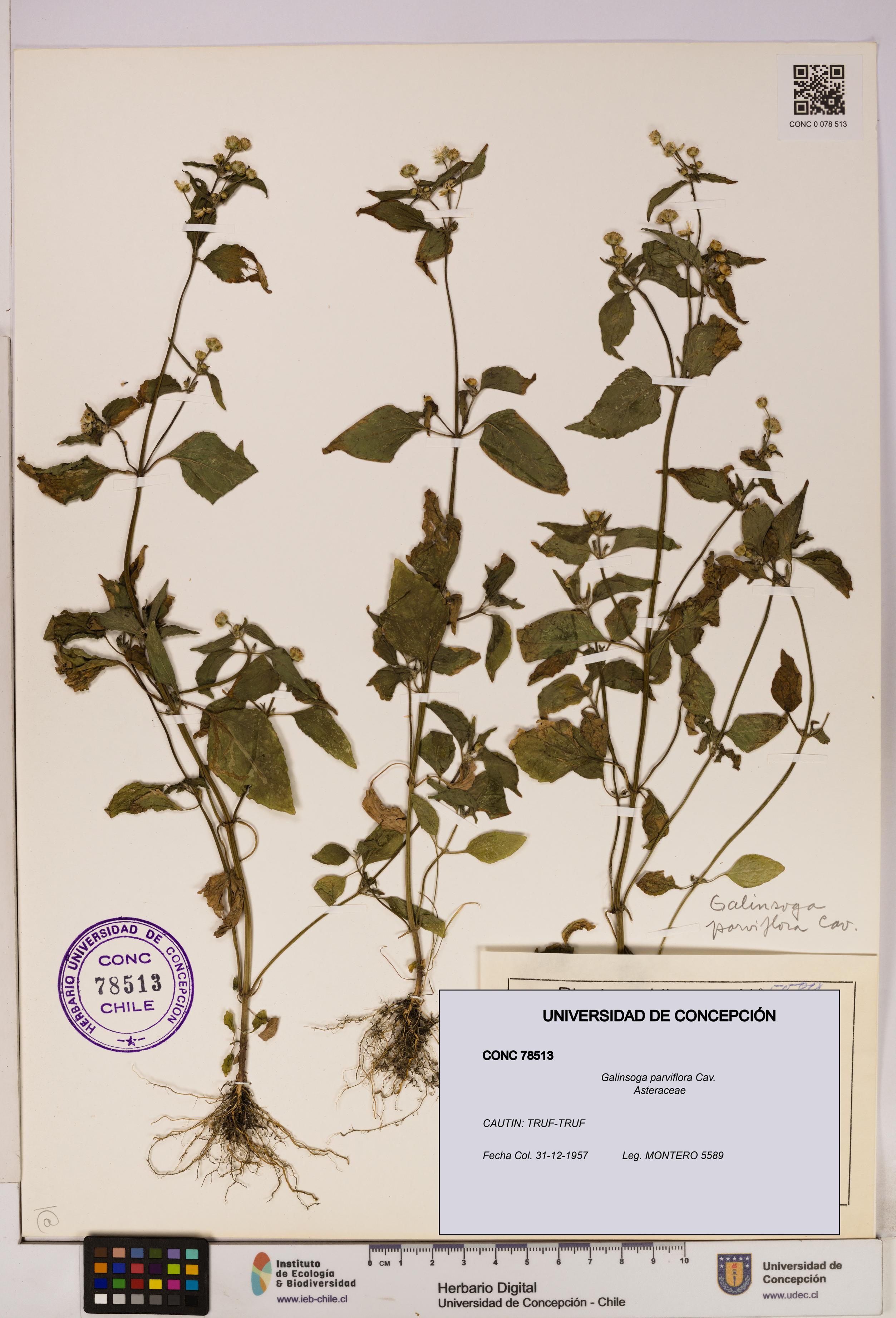 Galinsoga parviflora [Espécimen: UDEC:CONC:0078513]