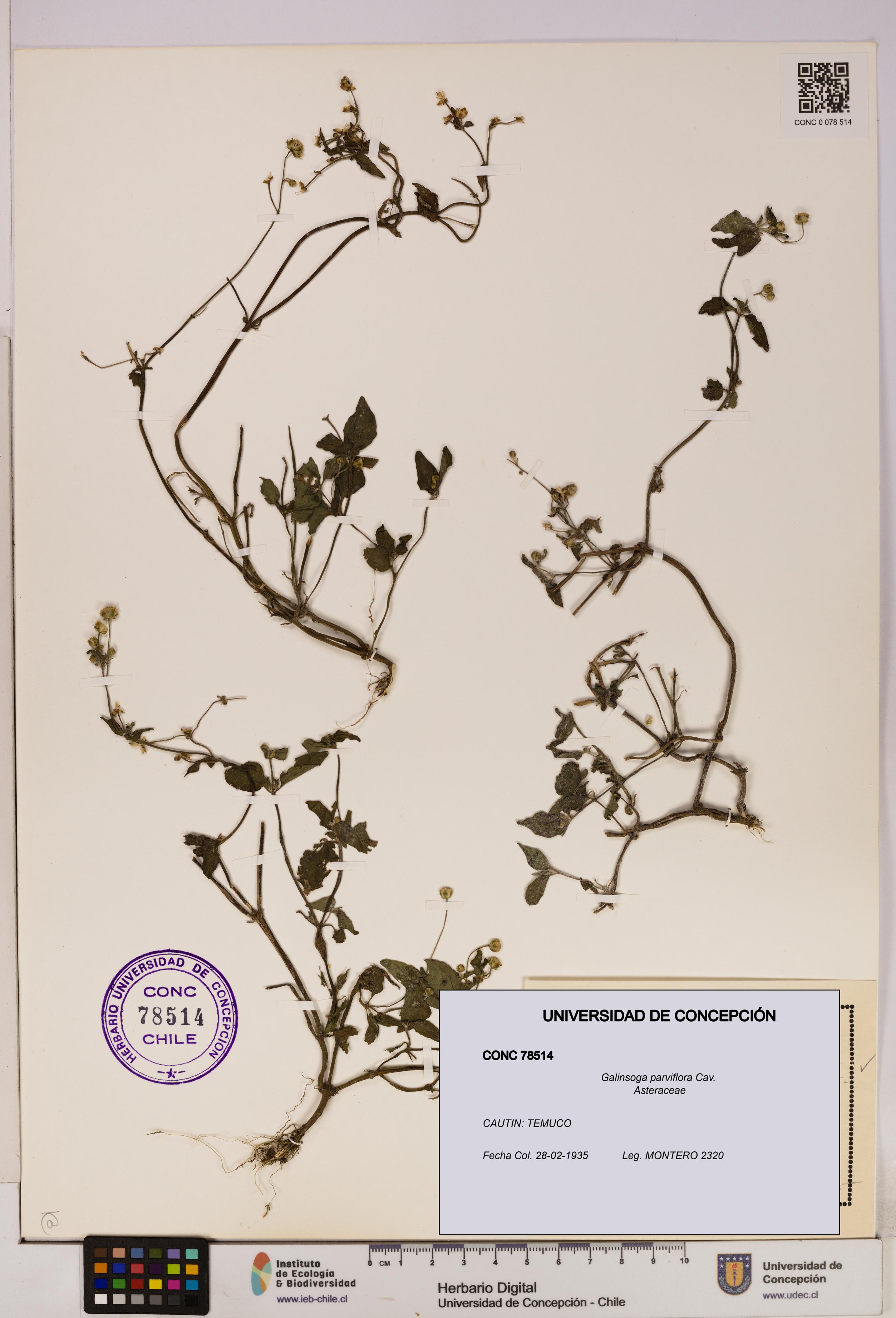Galinsoga parviflora [Espécimen: UDEC:CONC:0078514]