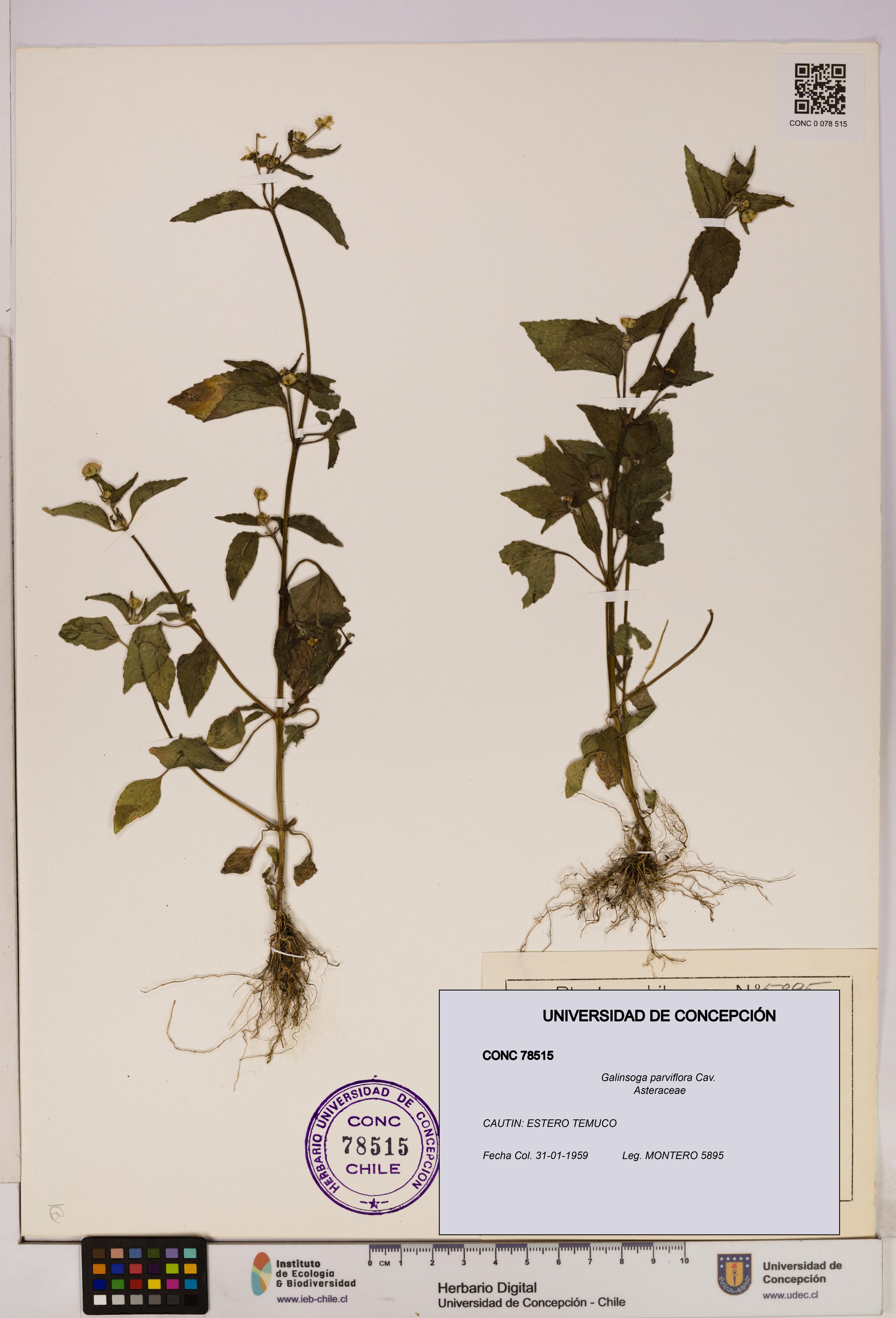 Galinsoga parviflora [Espécimen: UDEC:CONC:0078515]