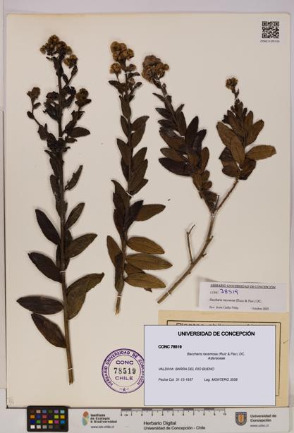 Baccharis racemosa [Espécimen: UDEC:CONC:0078519]