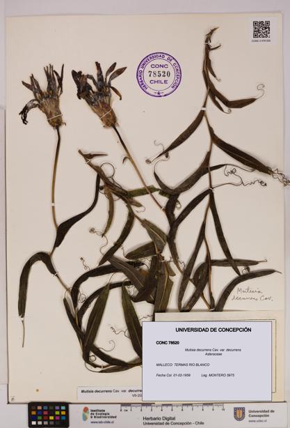 Mutisia decurrens var. decurrens [Espécimen: UDEC:CONC:0078520]