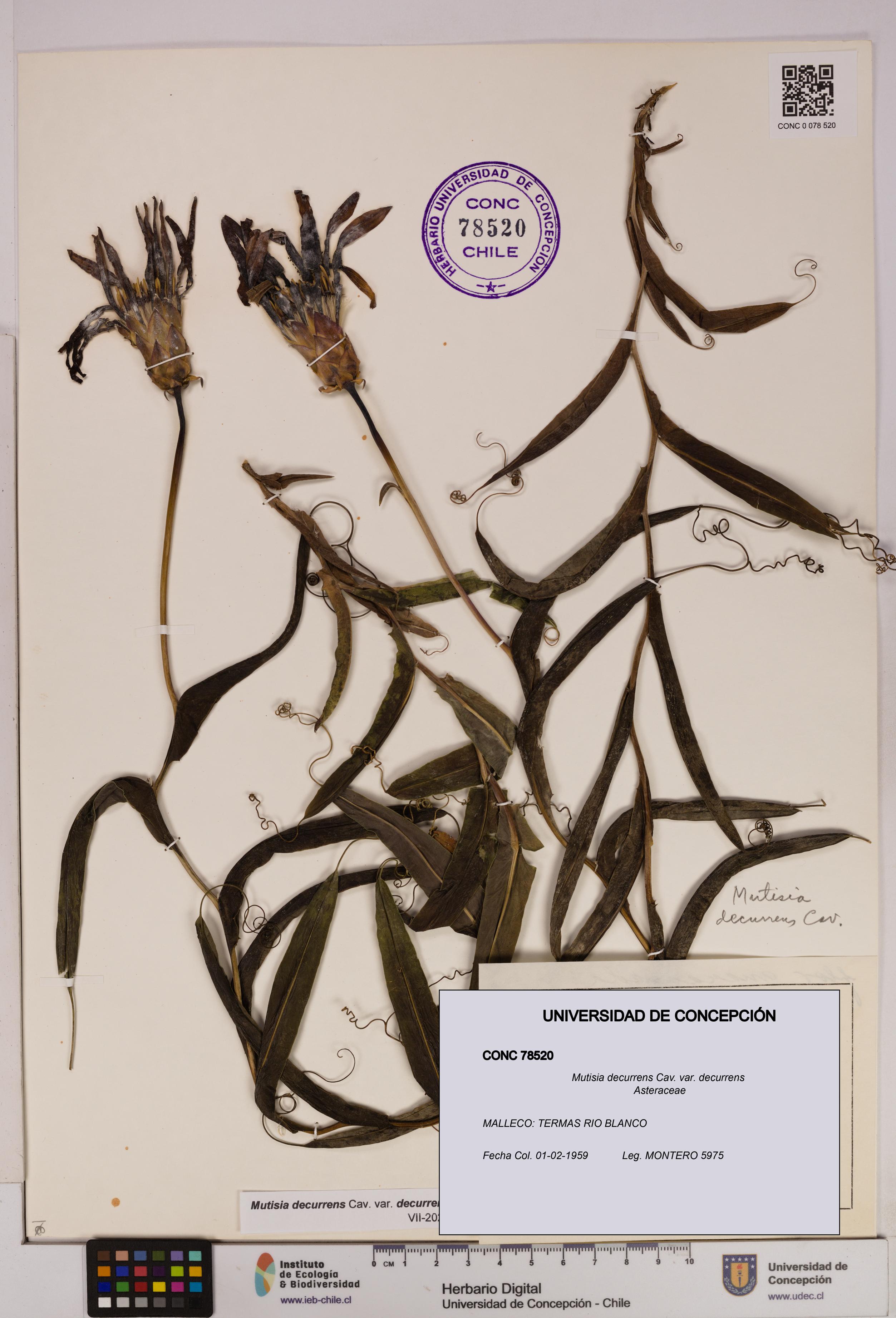 Mutisia decurrens var. decurrens [Espécimen: UDEC:CONC:0078520]