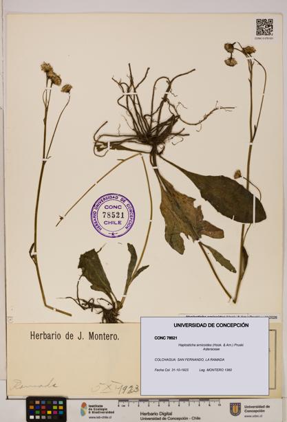 Haplosticha arnicoides [Espécimen: UDEC:CONC:0078521]